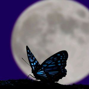 Meet your Posher, Sonja